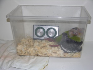 Baby Parrot Brooder 1