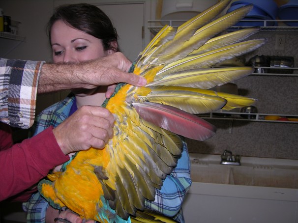 15.We were short one Blue and Gold feather so we chose a Green Wing Macaw feather to fill in.