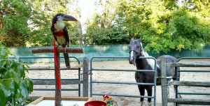 Horse sees Curl Crested Aracari wearing the Aviator Bird Harness and Leash